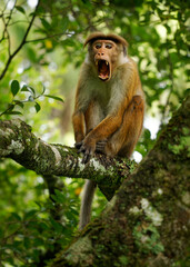 Toque Macaque Macaca sinica reddish-brown Old World monkey endemic to Sri Lanka, known as the rilewa or rilawa, adult monkey in the tree with green background, value teeth and smiling.