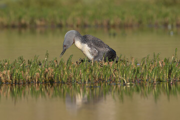 Red-throated loon, red-throated diver - Gavia stellata in breeding plumage female in nest in clump of grass. Photo from Djupivogur in East Iceland.