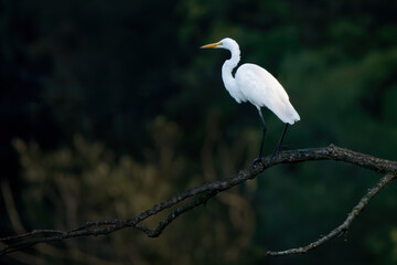 Great Egret 16