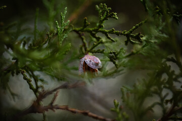 semilla de árbol