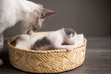 gatito recién nacido