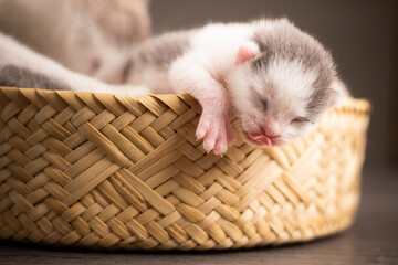 gatito recién nacido