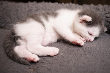 gatito bebé dormido
