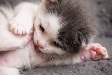 gato bebé acicalándose