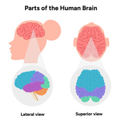 Parts of Human brain with colored parts diagram. Medical infographic