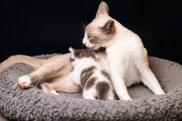 gata mamá con bebe