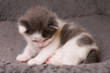 gatito bebe