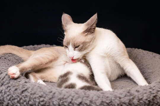gata mam&aacute; y gato bebe