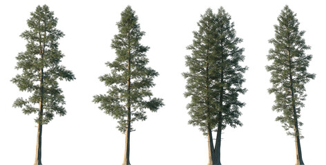Set of 4 Chamaecyparis lawsonifrontal (Port Orford cedar, Lawson cypress) large trees isolated png on a transparent background perfectly cutout