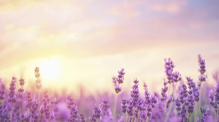 Obraz premium A serene vista of lavender fields beneath a radiant sky, evoking a sense of adventure and tranquility.