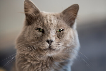 gato gris