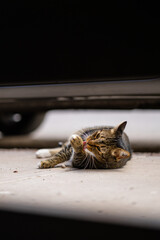 gato lamiéndose