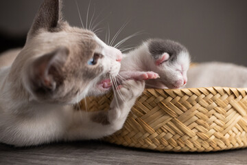 gata madre con su bebé