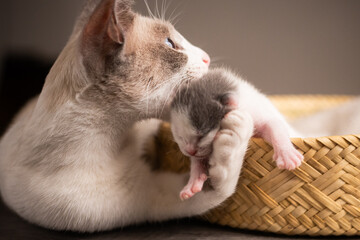 madre gata con su bebé