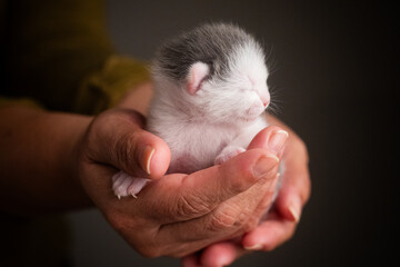 gato reci&eacute;n nacido