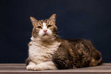 gato senior