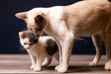 Naklejka premium gata mamá y gato