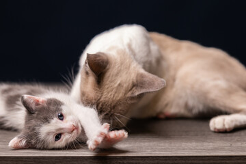 madre y su bebé gato