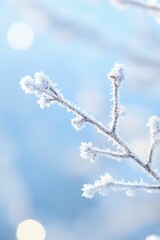 Glistening frost adorning winter branches, creating a tranquil scene that captures the essence of a crisp, frosty wonderland.