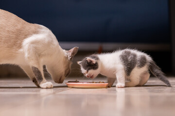 gatito bebé comiendo