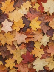 Fototapeta premium The vibrant hues of autumn leaves drift softly to the earth, marking the beauty of nature's eternal transition.