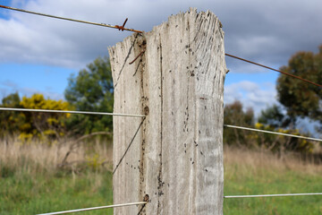 old farm fence post covered with ants