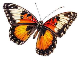 Fototapeta premium PNG Colorful butterfly resting with wings spread wide