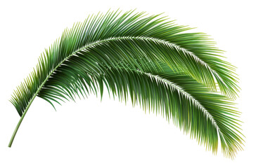 Naklejka premium PNG Green palm frond on white background