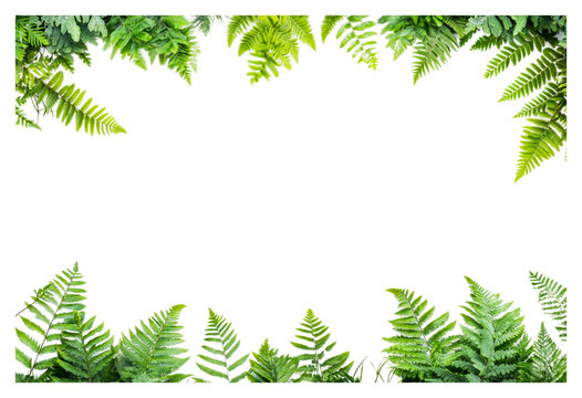 PNG Lush green ferns framing a blank white background