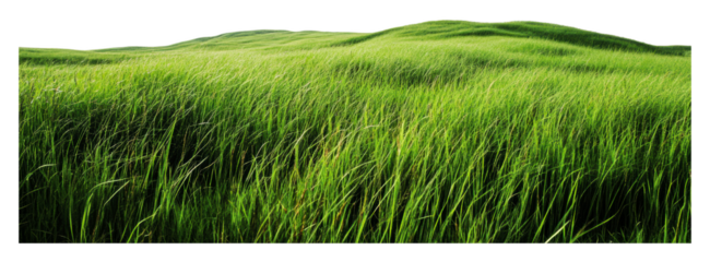 PNG Sunset over swaying green grass