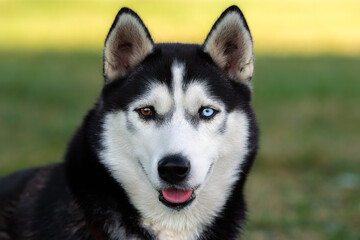 Young black and white Siberian husky with different colored eyes sits on green grass background and looks at camera. Tongue sticking out, ears pointing up. Beautiful smooth fur. Portrait of a dog. © Mykhailo Abramov