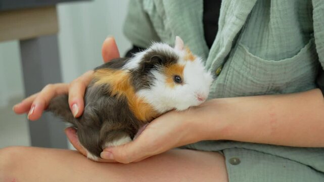 A person gently petting a guinea pig on their lap during a relaxed afternoon at home
