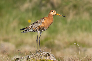 Black-tailed godwit - Limosa limosa in breeding plumage on ground with green meadow in background. Photo from Djupivogur in East Iceland.