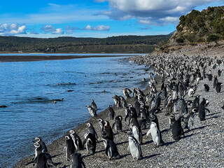 Ushuaia, Argentina - 2023, February: a group of penguins