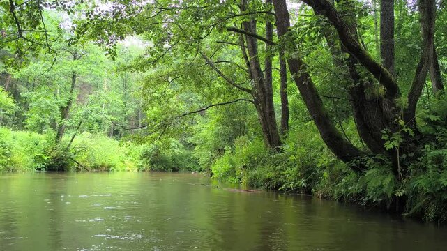 Flowing through a dense forest with patches of sunlight, the river,