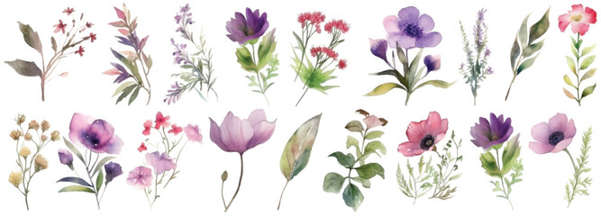 Watercolor wildflowers set. Hand painted illustration isolated on white background