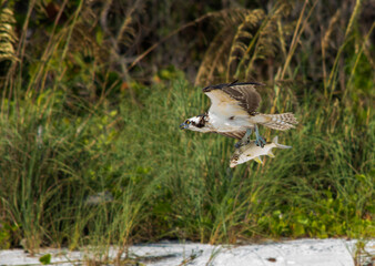 Osprey with freshly caught fish flying near a coastal marsh in Naples, Florida