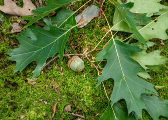 A still green acorn and leaves of the northern red oak on a fallen branch