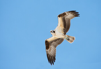 Osprey bird of prey looking down for food while flying in a clear blue sky