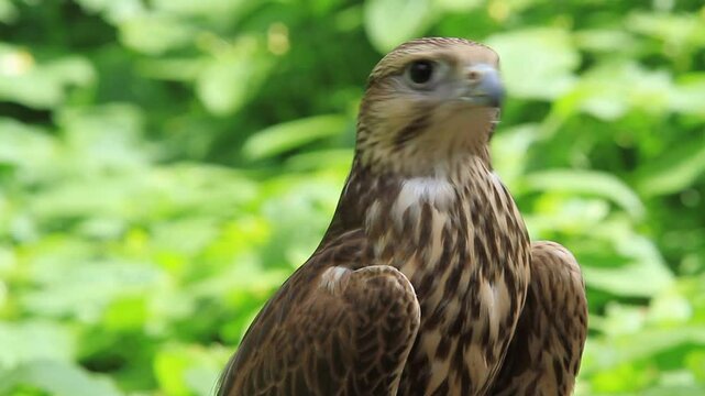 Saker falcon in the summer forest, green plants in a background (Falco cherrug)