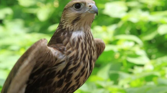 Saker falcon in the summer forest, green plants in a background (Falco cherrug)