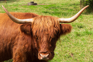 Close ups of a Scottish Highland cow on a summers day