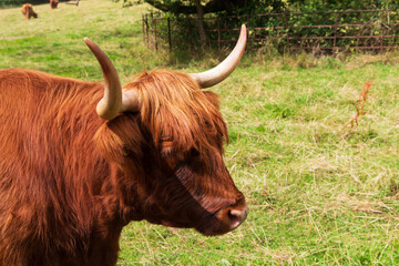 Close ups of a Scottish Highland cow on a summers day
