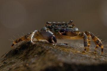 krab na kamieniu oczy © Colorful Soul