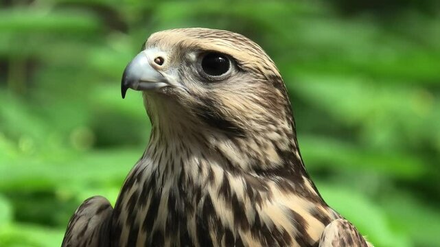 Saker falcon in the summer forest, green plants in a background (Falco cherrug)