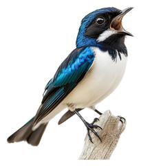 PNG Bird sings on perch in daylight