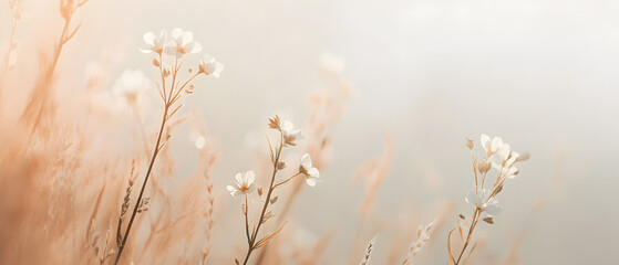 Naklejka premium Delicate white flowers in a soft, dreamy field.