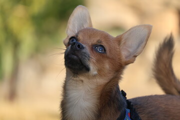 Portrait of a chihuahua.