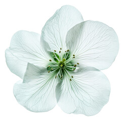 Fototapeta premium PNG Delicate white flower with intricate green details