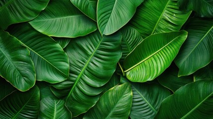 A close up of green leaves with a lush green background